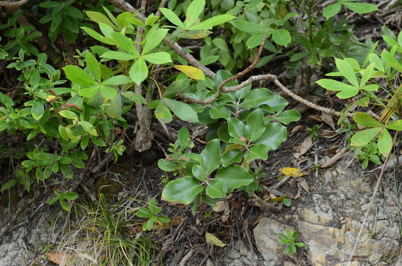 Olearia pachyphylla photo 4