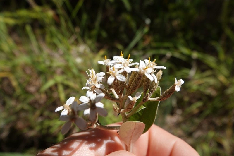 Olearia pachyphylla photo 7