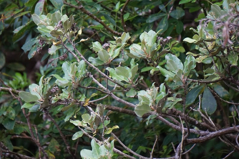 Olearia pachyphylla photo 8