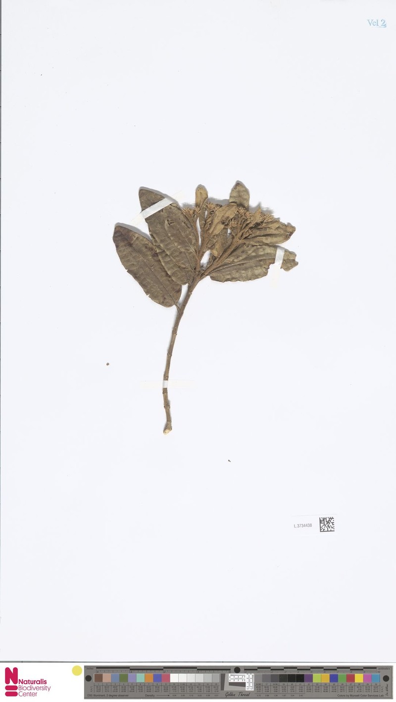 Olearia pallida
