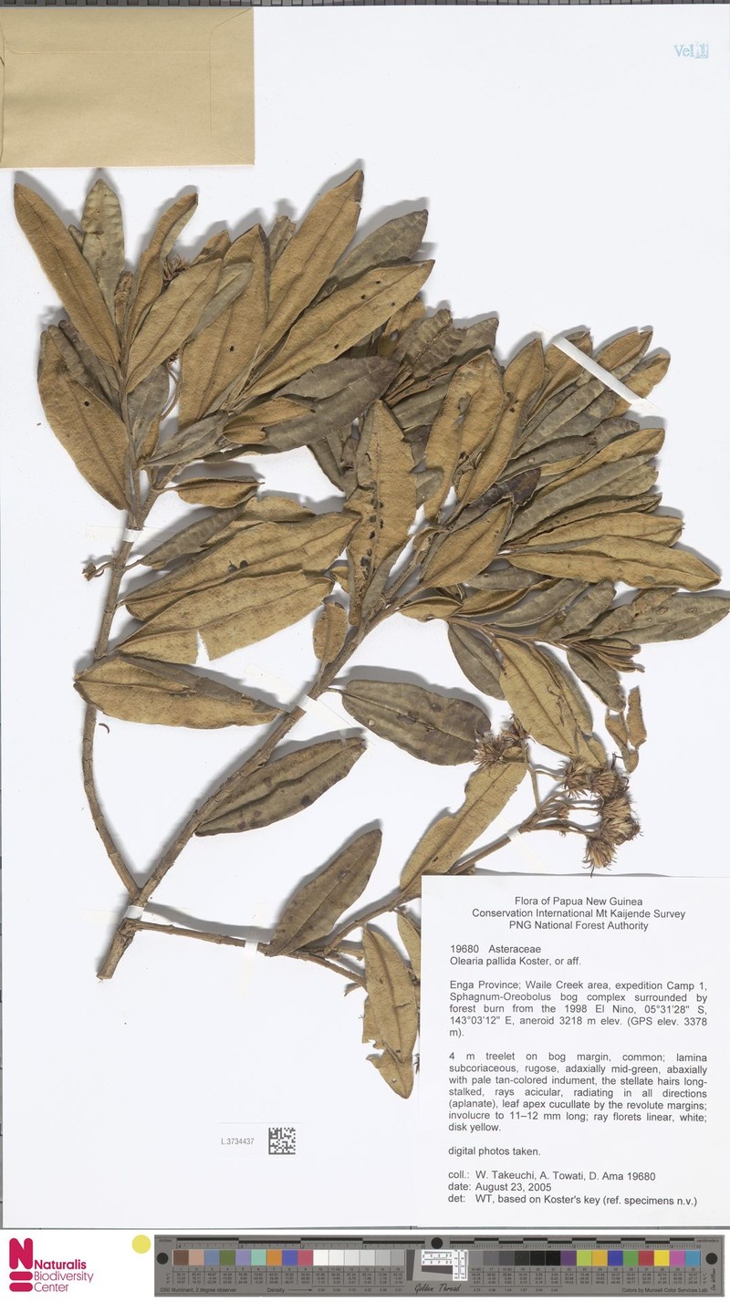 Olearia pallida photo 2