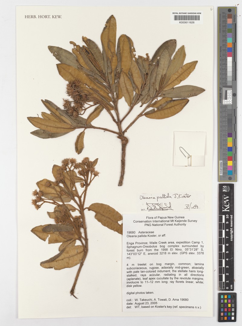 Olearia pallida photo 3
