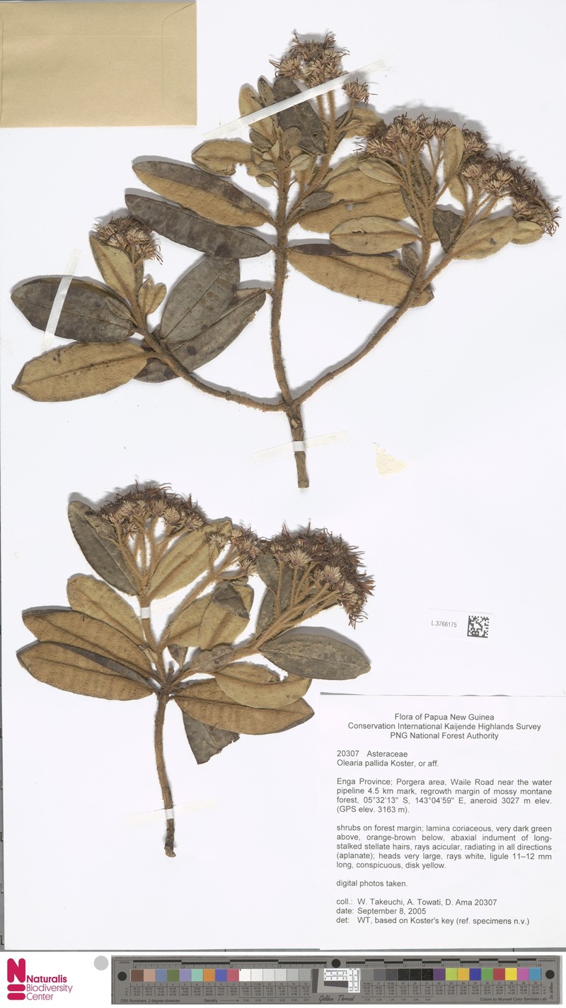 Olearia pallida photo 4