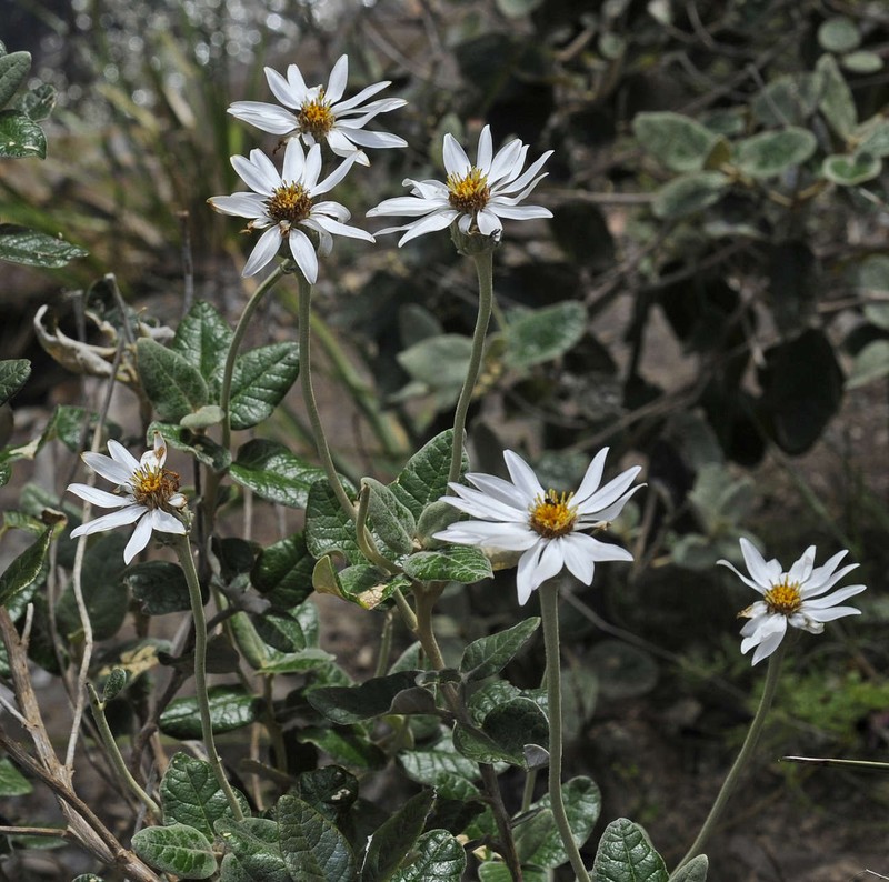 Olearia pannosa photo 2
