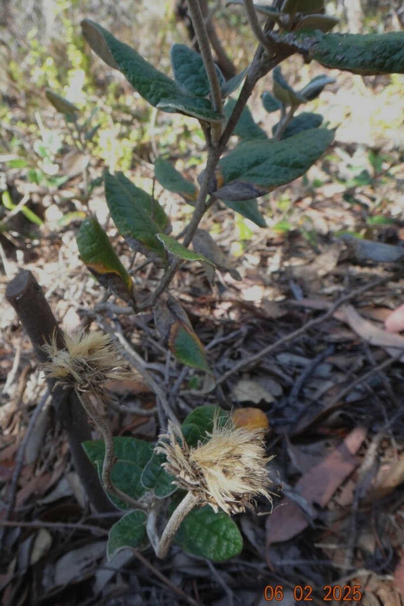 Olearia pannosa photo 3