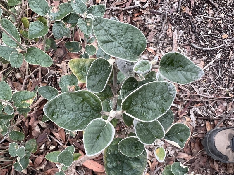 Olearia pannosa photo 4