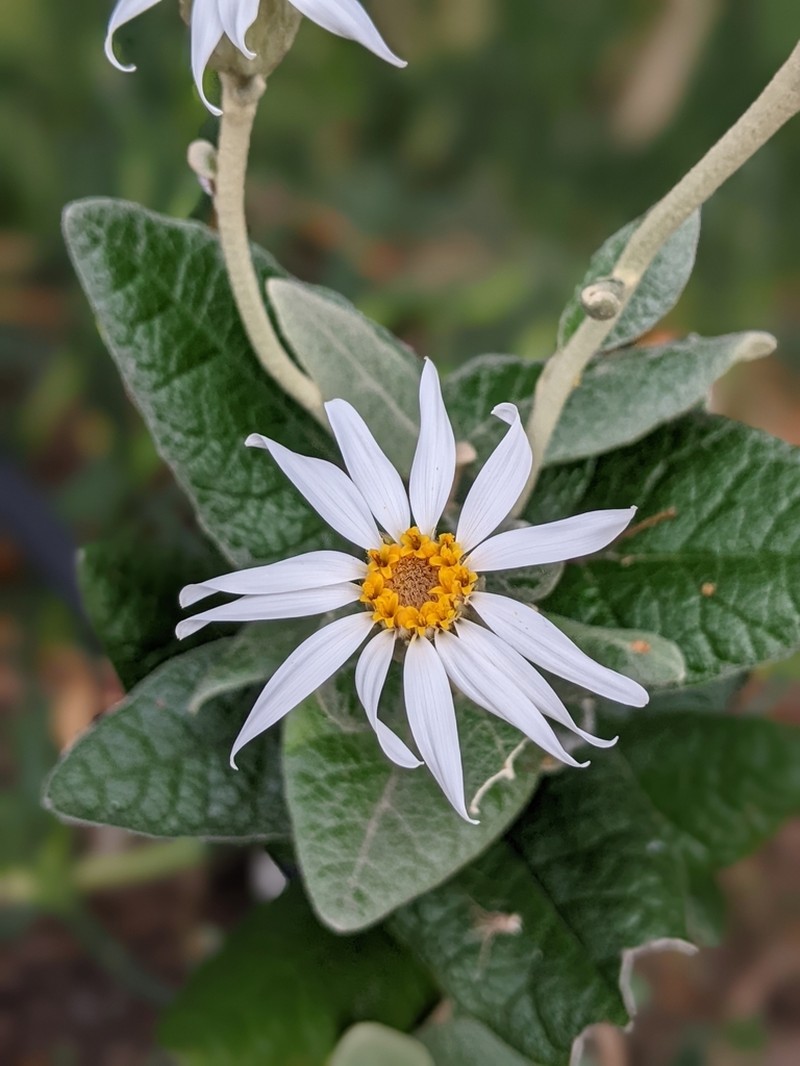 Olearia pannosa photo 5