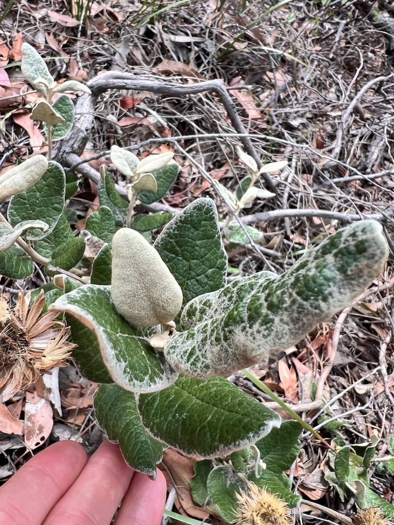 Olearia pannosa photo 6