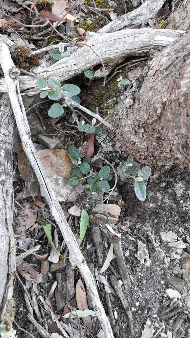Olearia pannosa photo 7