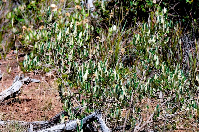 Olearia pannosa subsp. cardiophylla