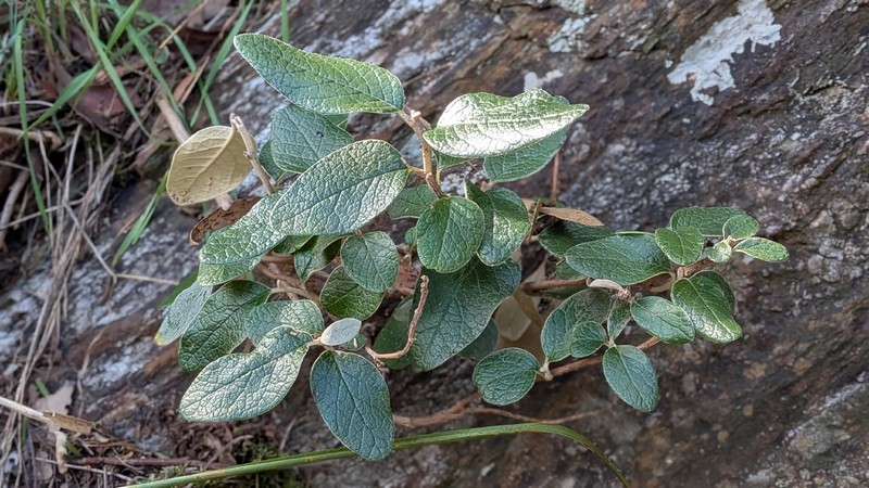 Olearia pannosa subsp. cardiophylla photo 2