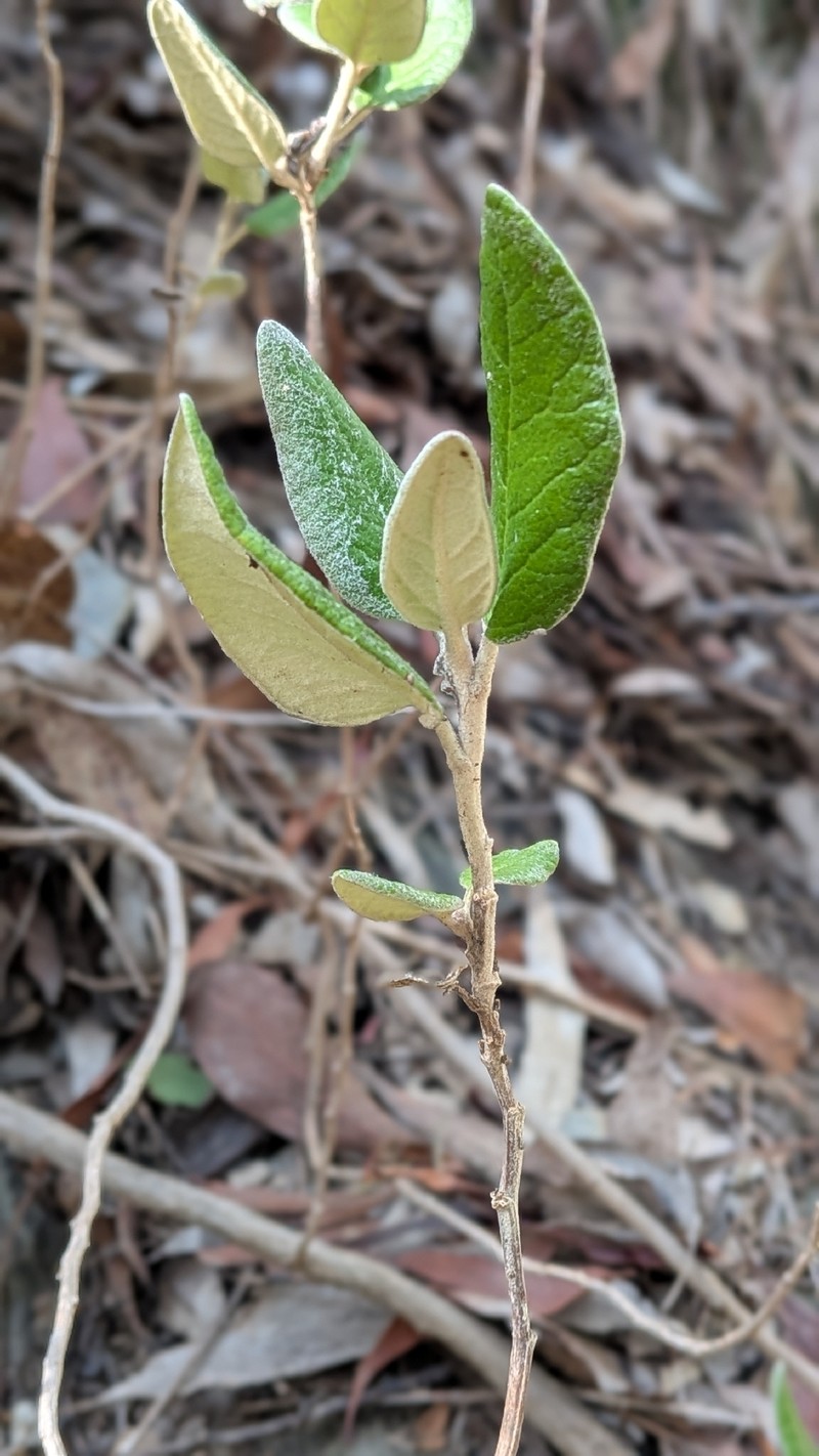 Olearia pannosa subsp. cardiophylla photo 3