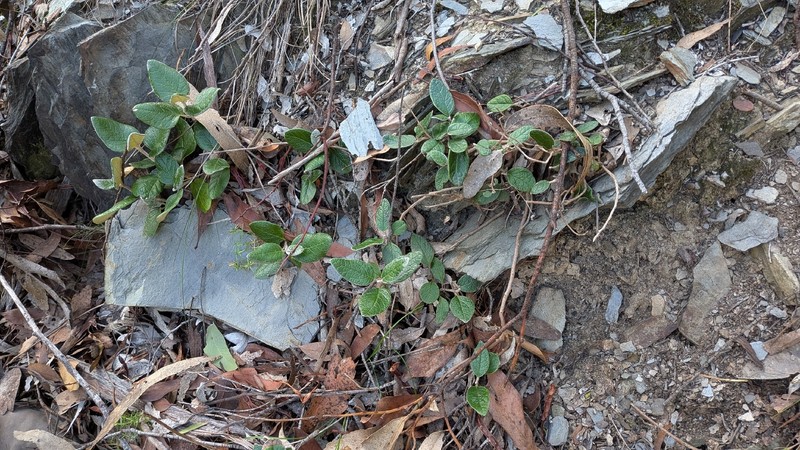 Olearia pannosa subsp. cardiophylla photo 4