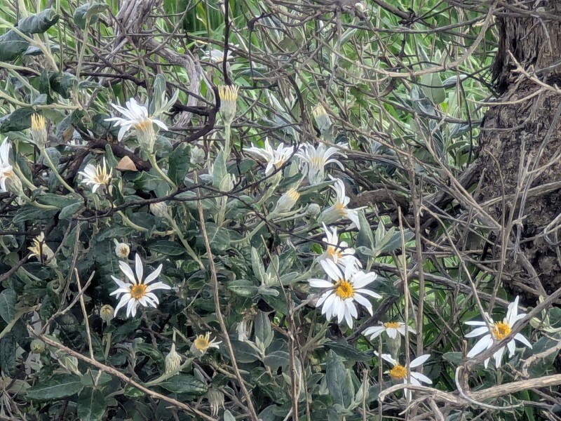 Olearia pannosa subsp. pannosa