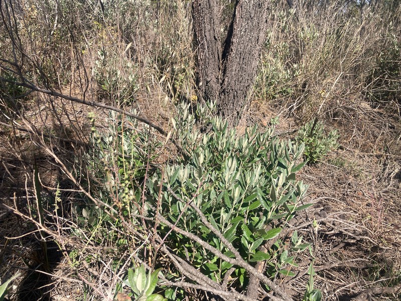 Olearia pannosa subsp. pannosa photo 2