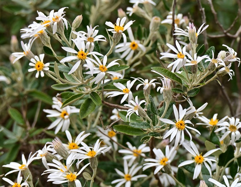 Olearia pannosa subsp. pannosa photo 3