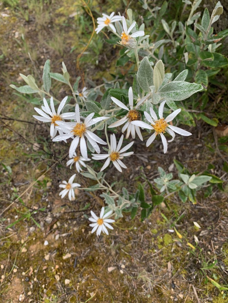 Olearia pannosa subsp. pannosa photo 4