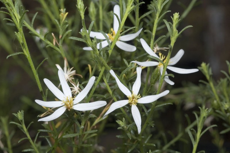 Olearia passerinoides