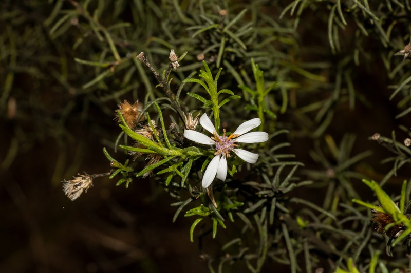 Olearia passerinoides photo 2