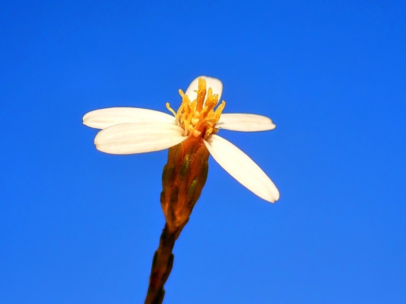 Olearia passerinoides photo 3