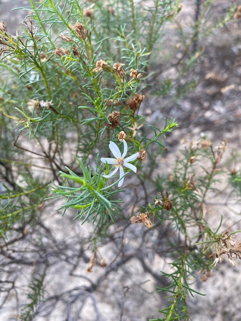 Olearia passerinoides photo 5