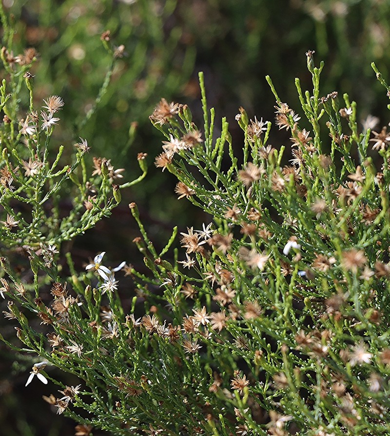 Olearia passerinoides photo 6