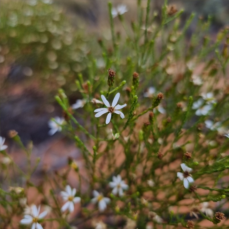 Olearia passerinoides photo 7