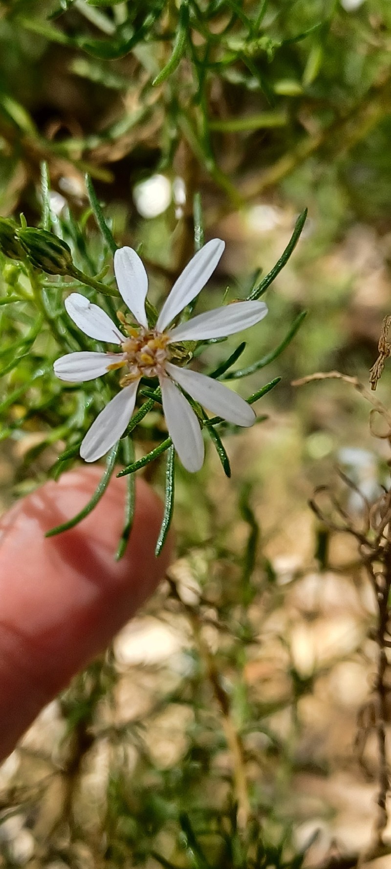 Olearia passerinoides subsp. glutescens