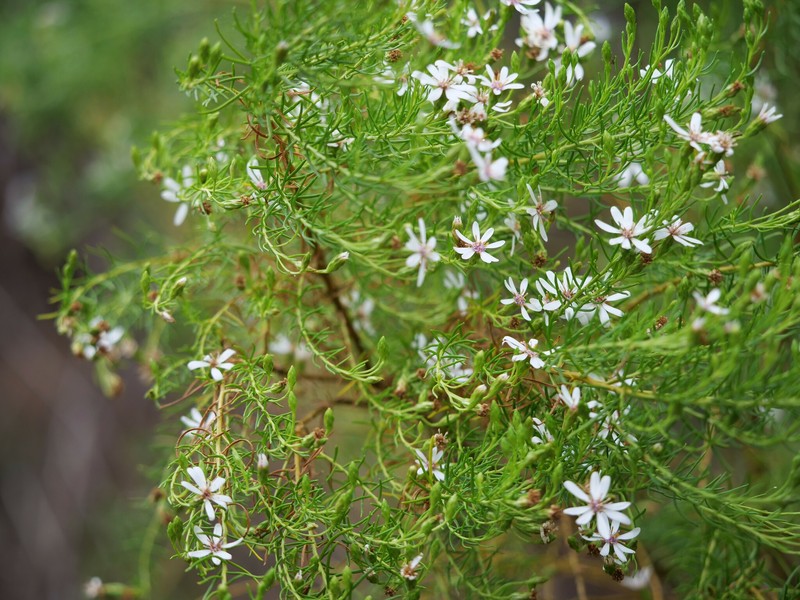 Olearia passerinoides subsp. glutescens photo 2
