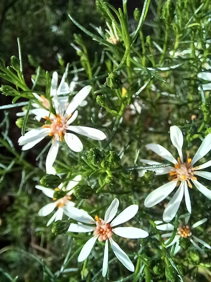 Olearia passerinoides subsp. glutescens photo 3