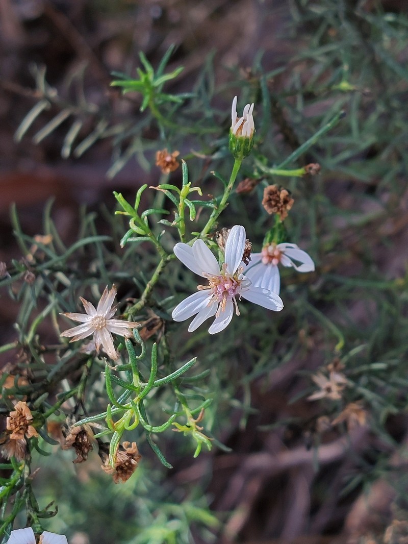 Olearia passerinoides subsp. glutescens photo 4