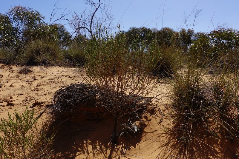 Olearia passerinoides subsp. passerinoides
