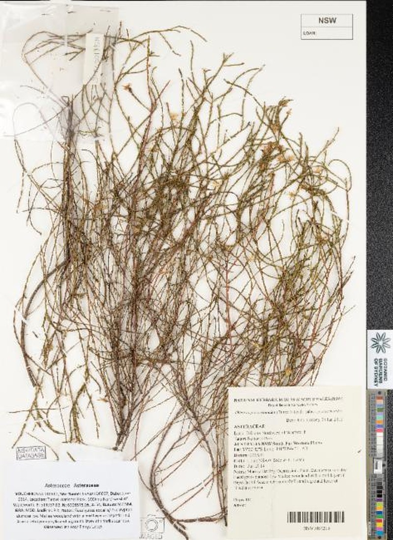 Olearia passerinoides subsp. passerinoides photo 2