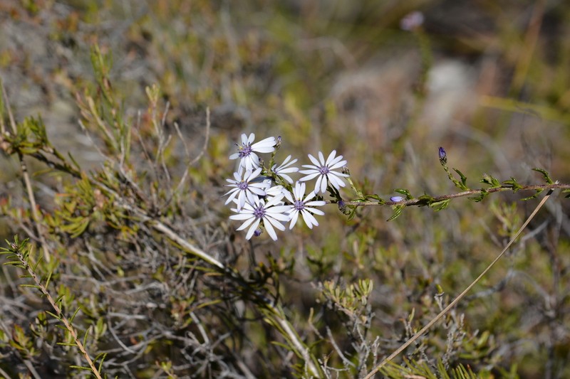 Olearia paucidentata