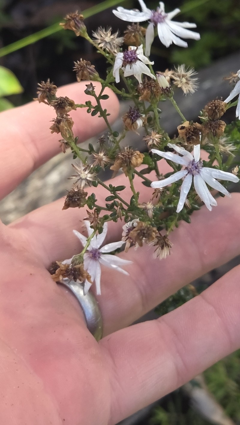 Olearia paucidentata photo 2