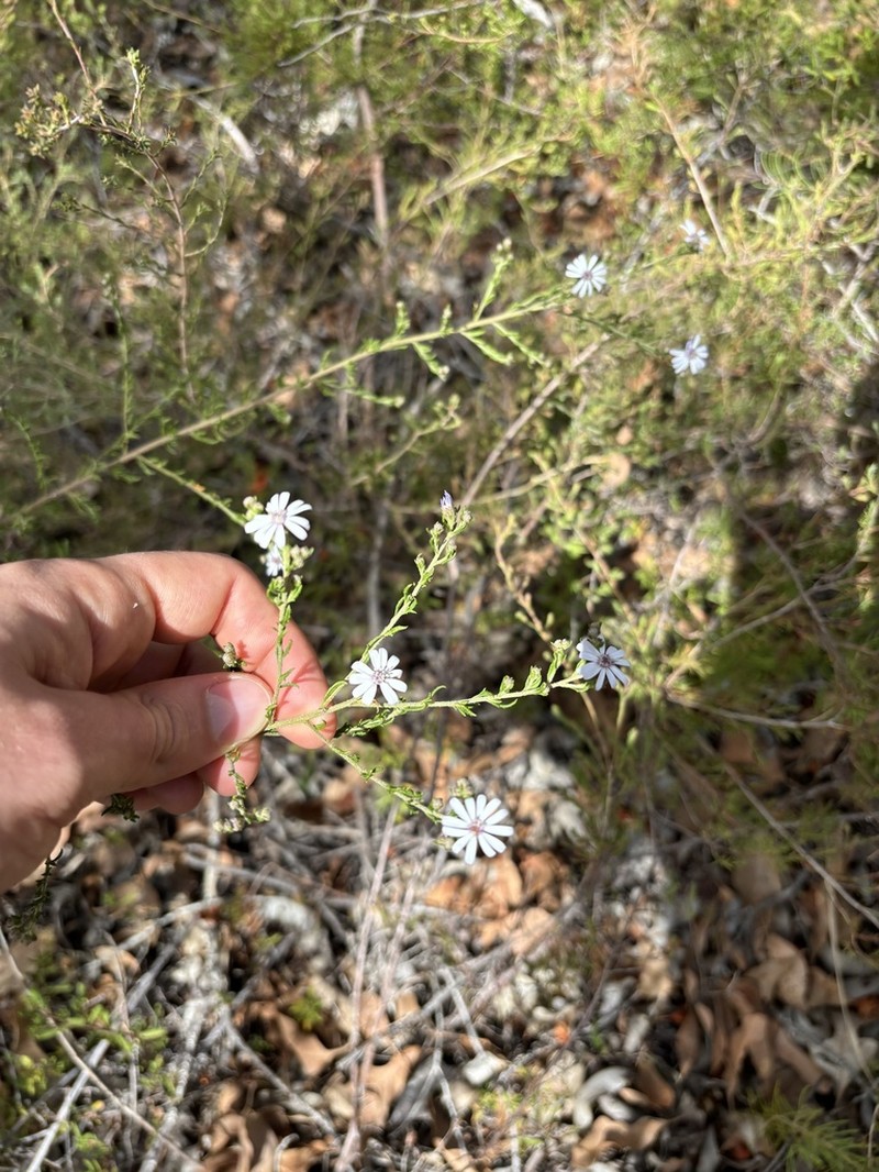 Olearia paucidentata photo 3