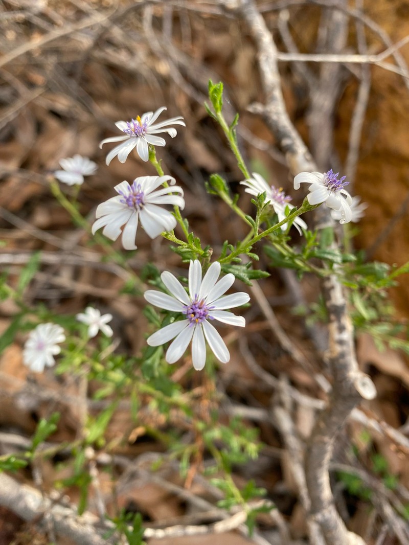 Olearia paucidentata photo 4