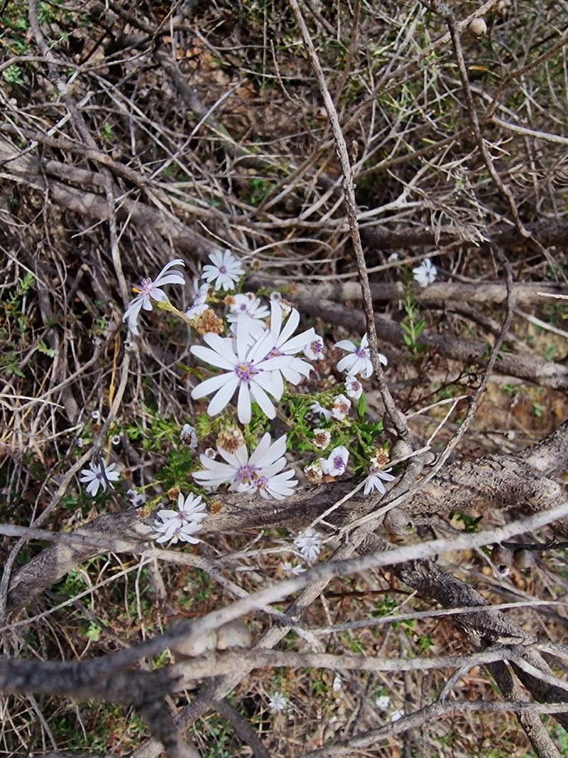 Olearia paucidentata photo 5