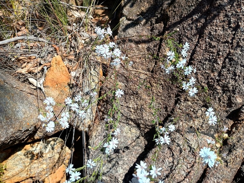 Olearia paucidentata photo 6