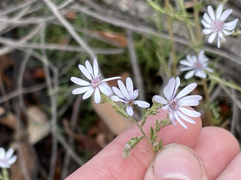 Olearia paucidentata photo 7