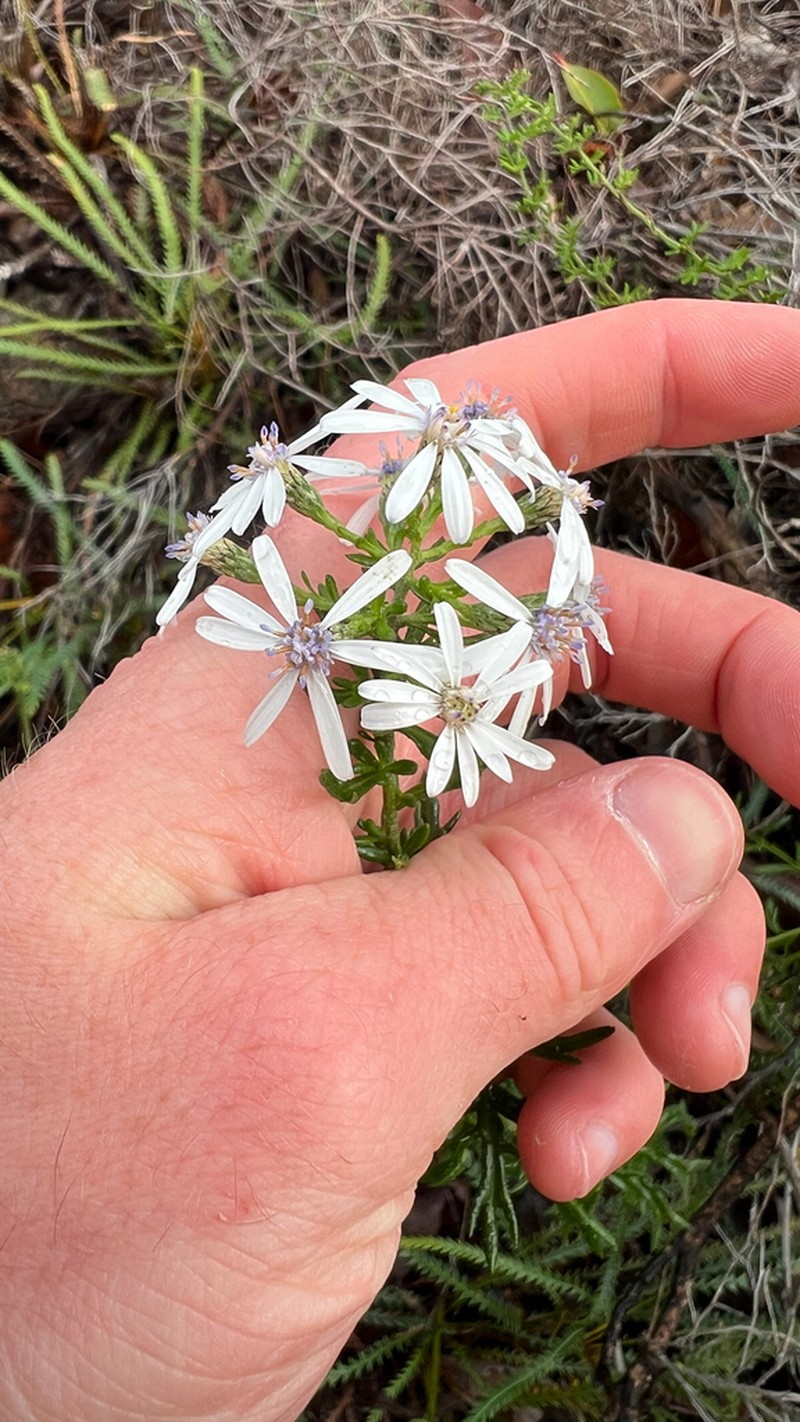 Olearia paucidentata photo 8