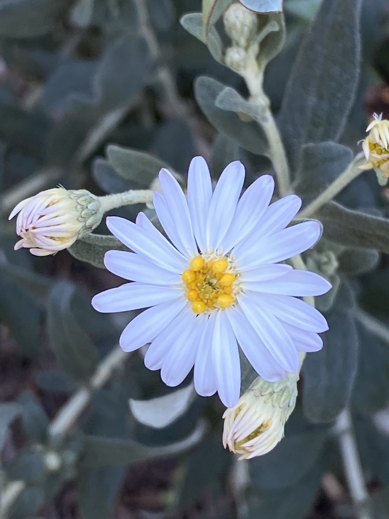 Olearia phlogopappa photo 2