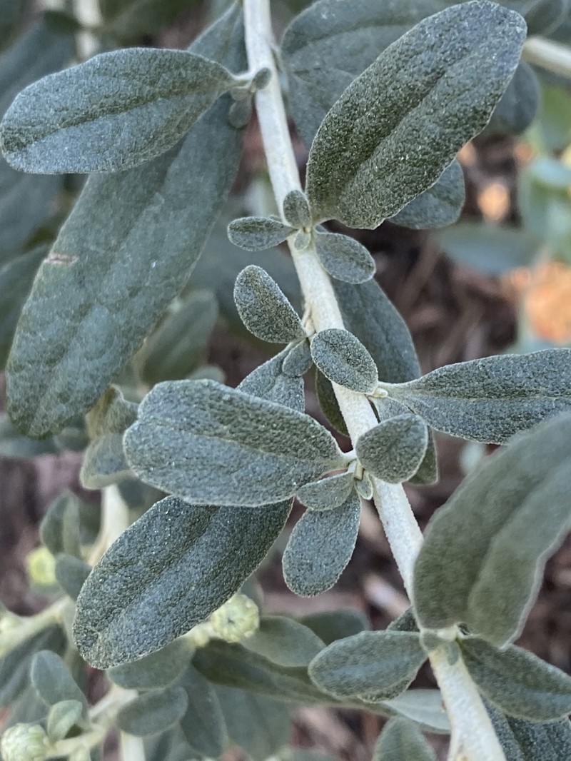 Olearia phlogopappa photo 3