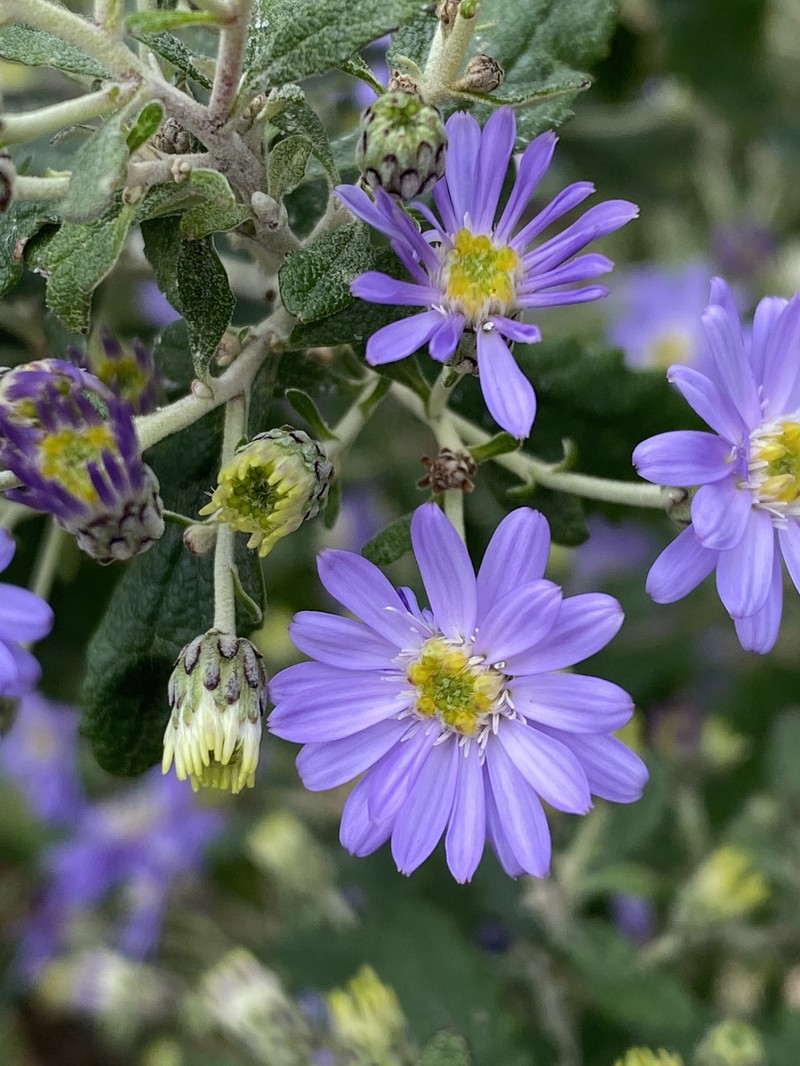 Olearia phlogopappa photo 4