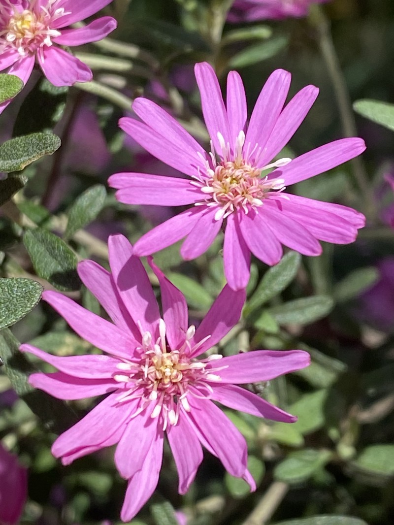 Olearia phlogopappa photo 5