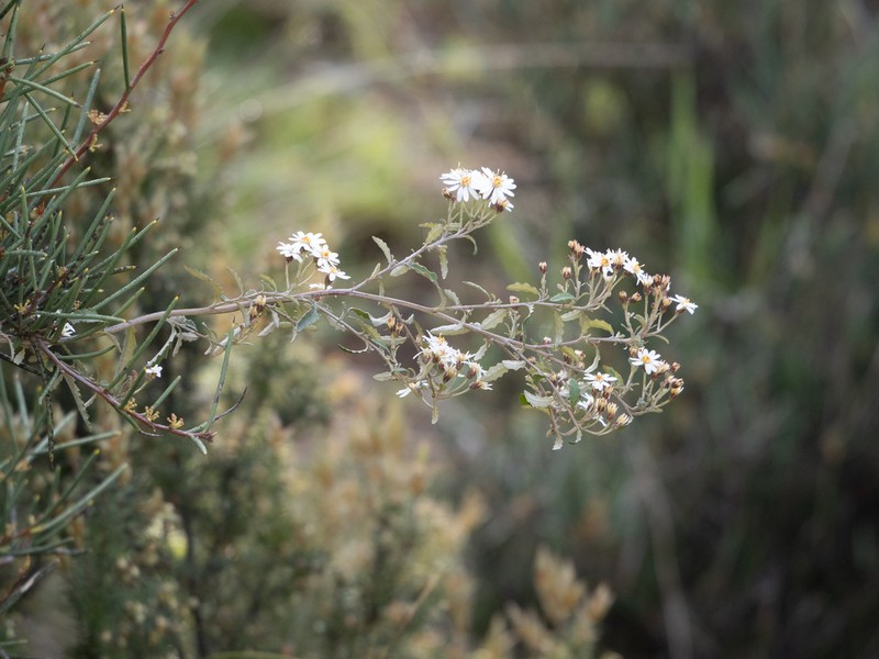 Olearia phlogopappa photo 6