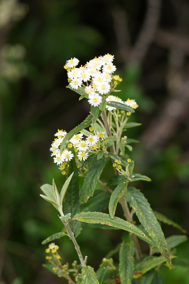 Olearia phlogopappa photo 7