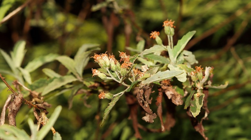 Olearia phlogopappa subsp. continentalis