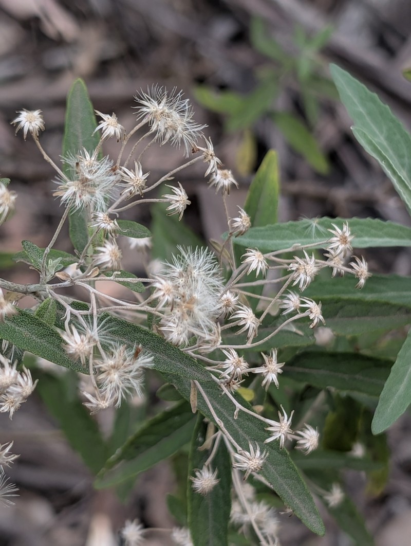 Olearia phlogopappa subsp. continentalis photo 2