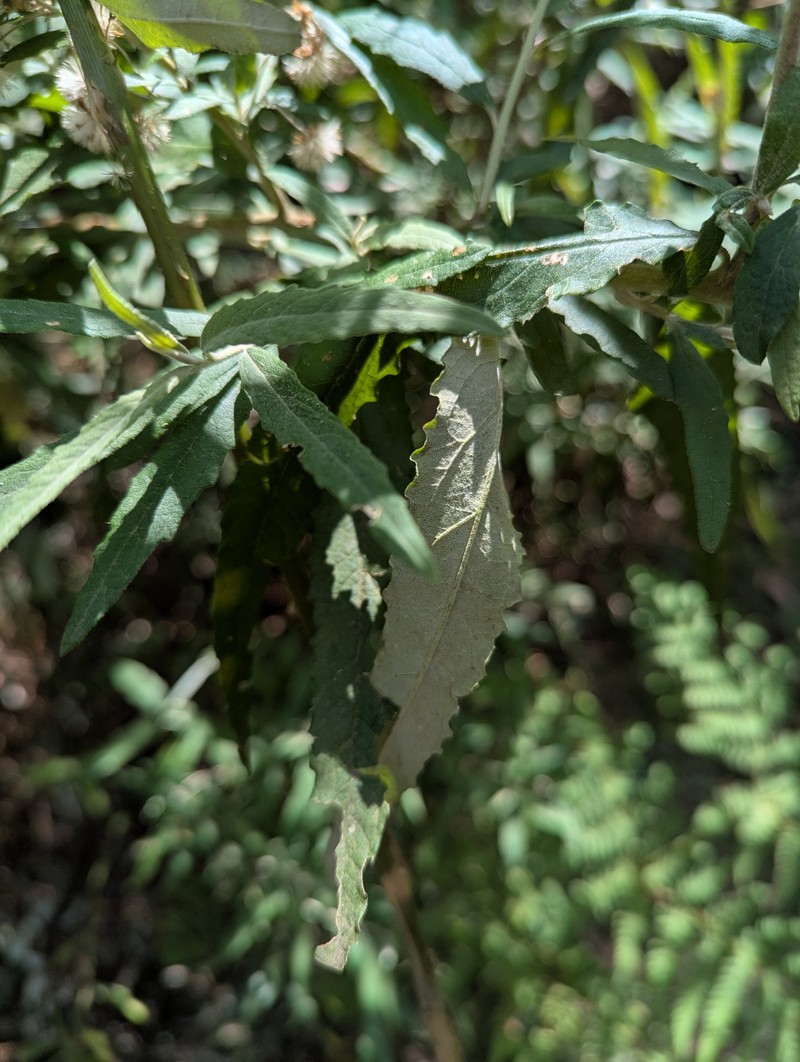 Olearia phlogopappa subsp. continentalis photo 3